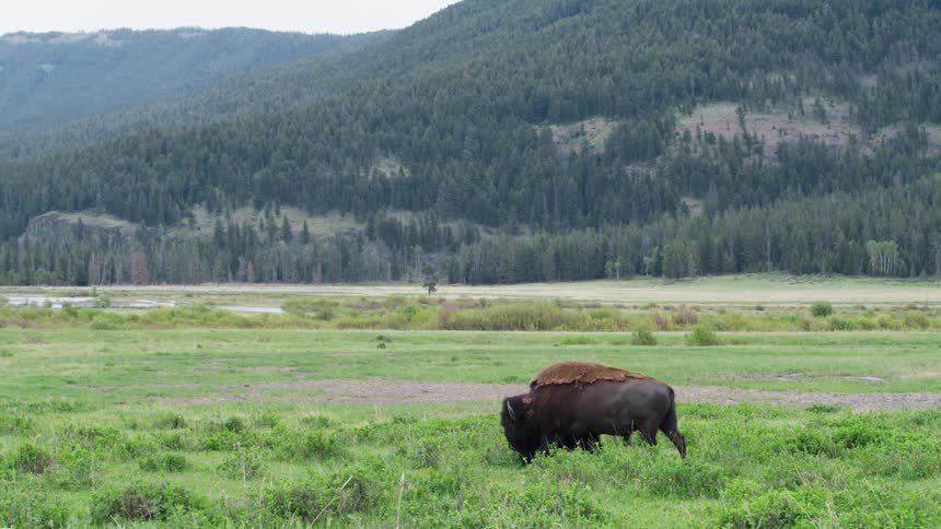 A buffalo walking across a grassy plain in the wilderness