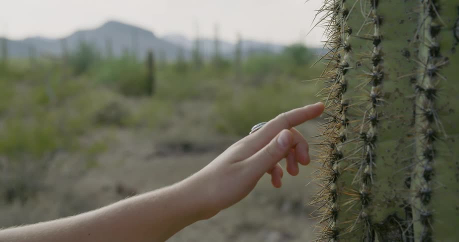 Close up of a finger touching prickly thorns on a cactus in the desert