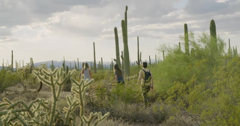 Group of friends walking on a path on the desert near high cactus plants at morning