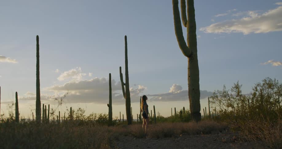 Woman looking up at a large old cactus tree in the middle of the desert
