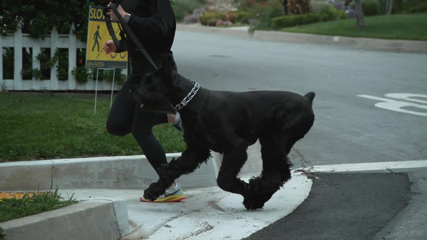 A person is jogging with their dog through a neighborhood in spring