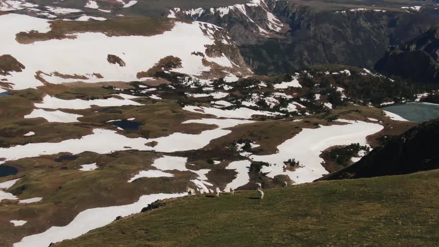 White sheep on the grassy land as snow covered mountains sit on the other side of the valley