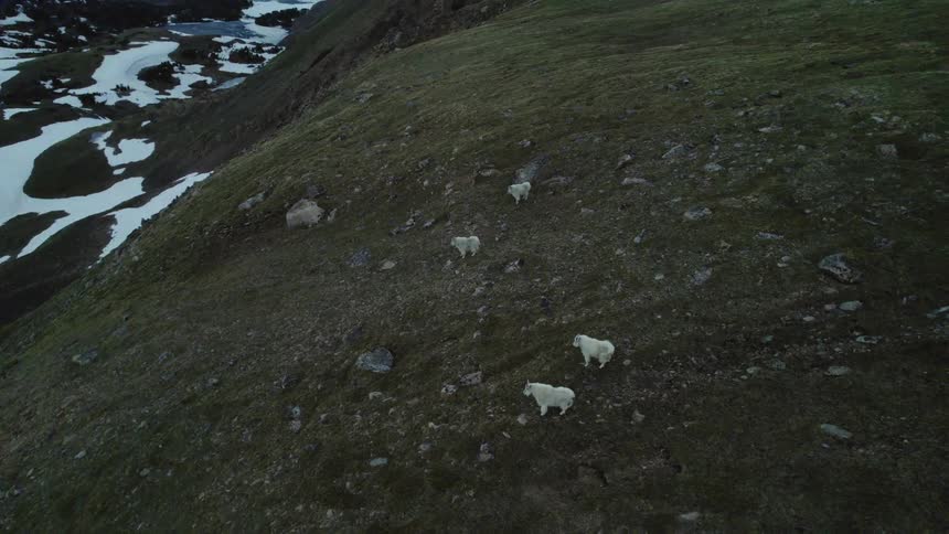 Aerial view of sheep in the wilderness is displayed