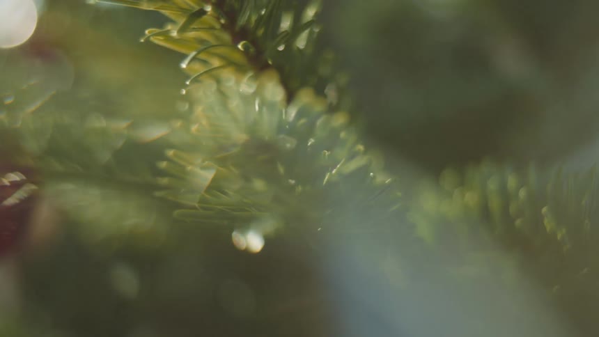 Morning sunlight shine over the pine tree needles in the forest