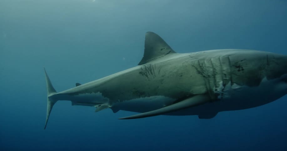 A shark swims in the sea