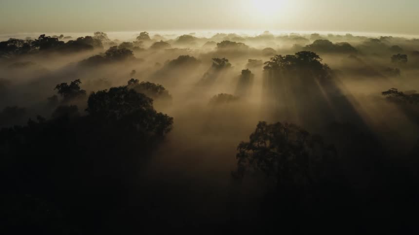 An aerial rise view of a rainforest on a foggy morning with the sun rising in the background
