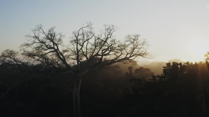 The forest is covered with fog