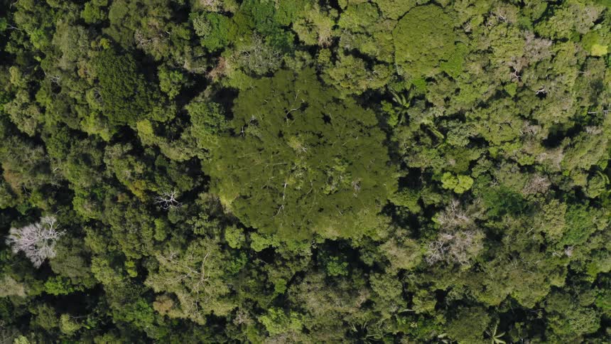 An aerial view of trees in a forest