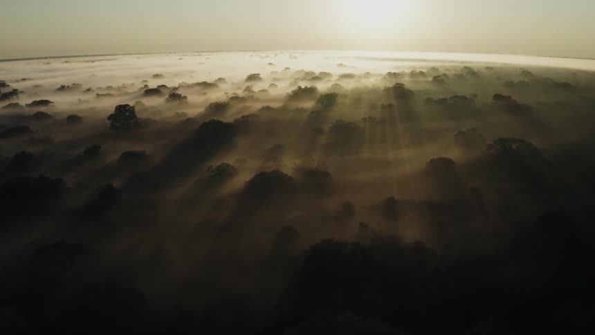 The sun shines on the tops of trees in a fog covered forest