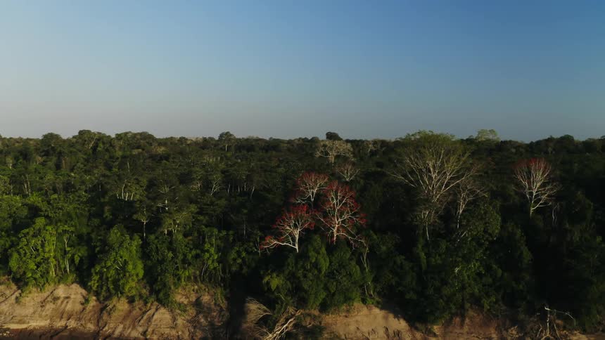 Thick rain forest stretches from riverbank to the horizon