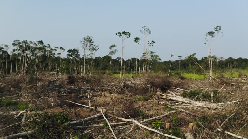 Field of fallen trees border forest and field