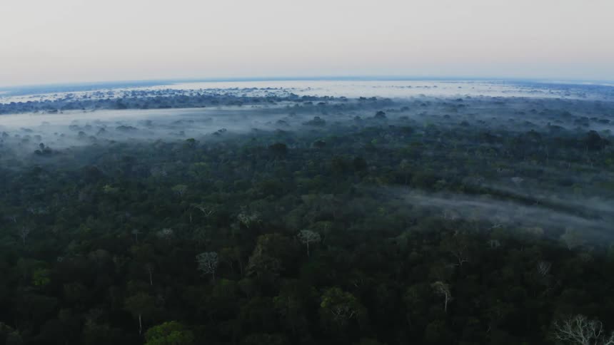 Fog covers portions of forest especially the parts near the horizon