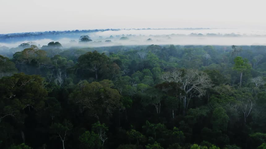 An aerial view of a forest