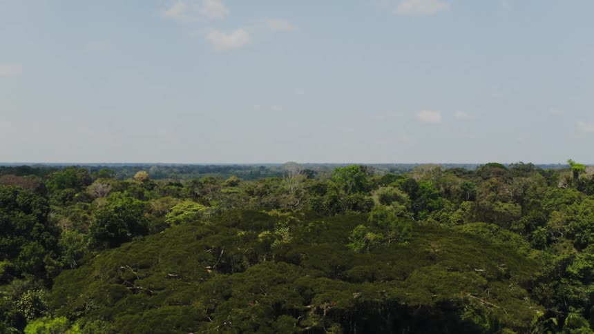 Large green forest sits under a blue sky