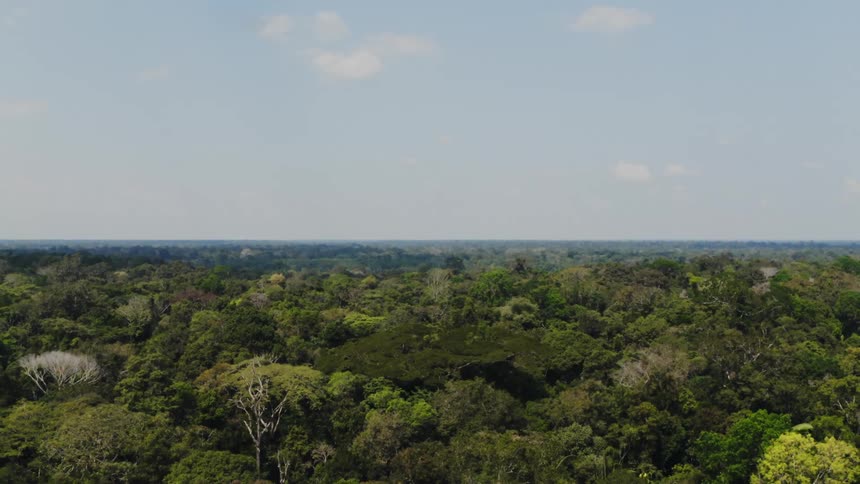Aerial view of trees in a forest is displayed