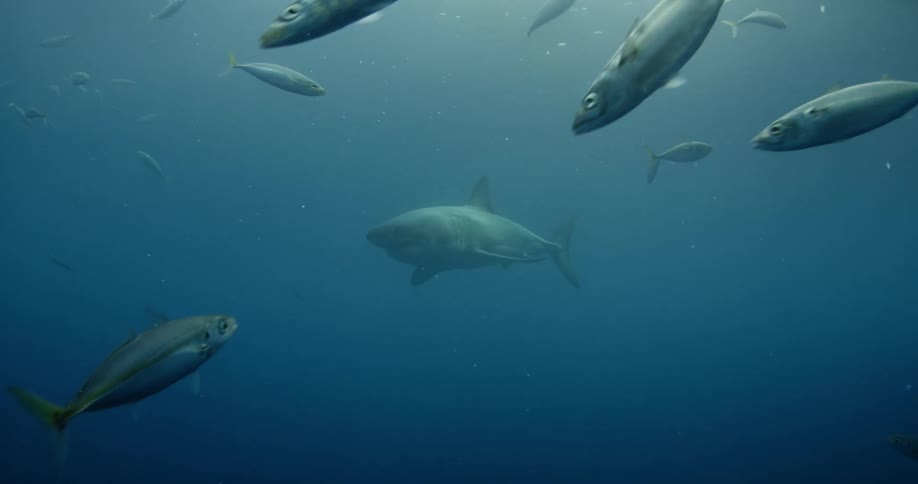 A shark swims near fish in murky ocean water
