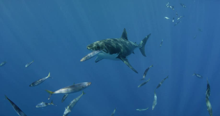 A shark and fish swim in the ocean