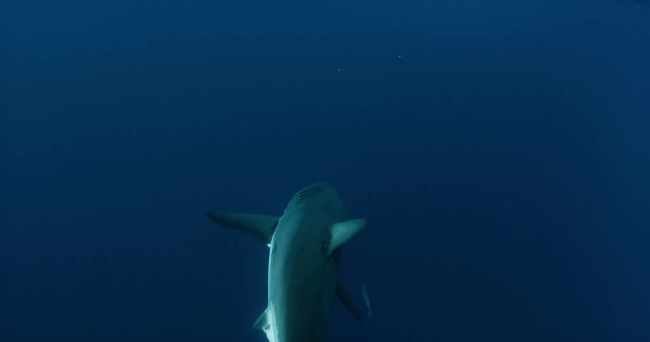 A shark swims in the sea