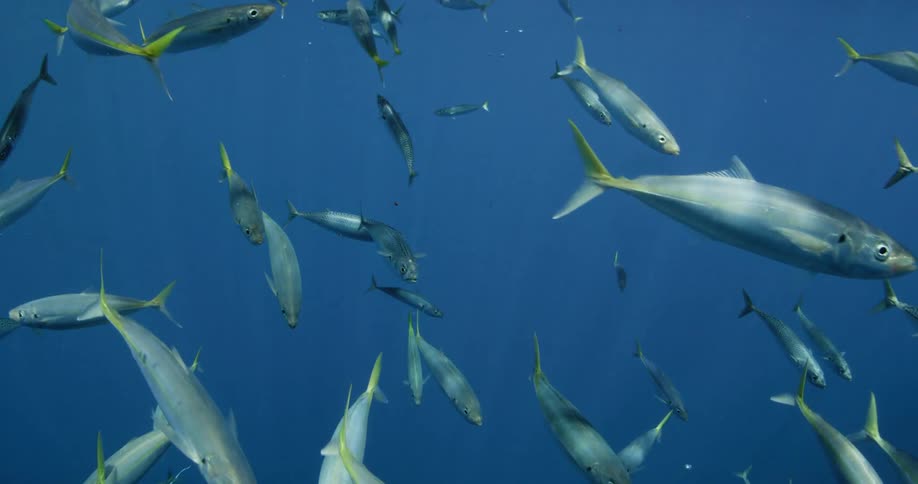 A large school of fish swim in the dark blue waters