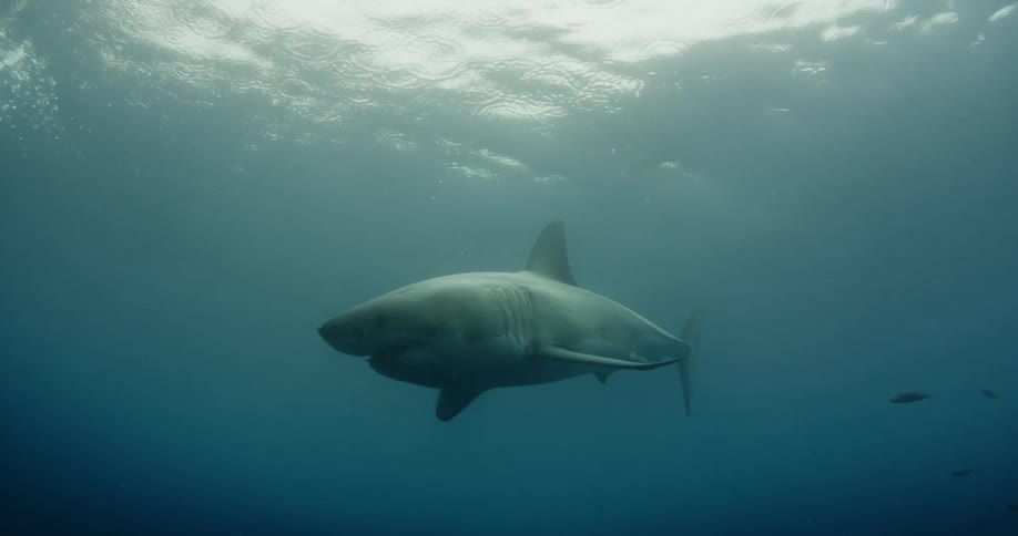 A shark swimming in murky water