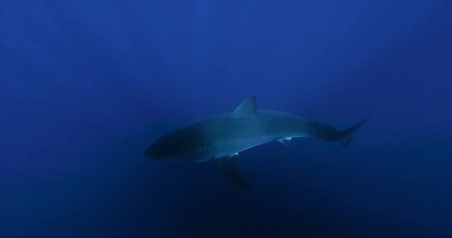 A shark swims in the sea