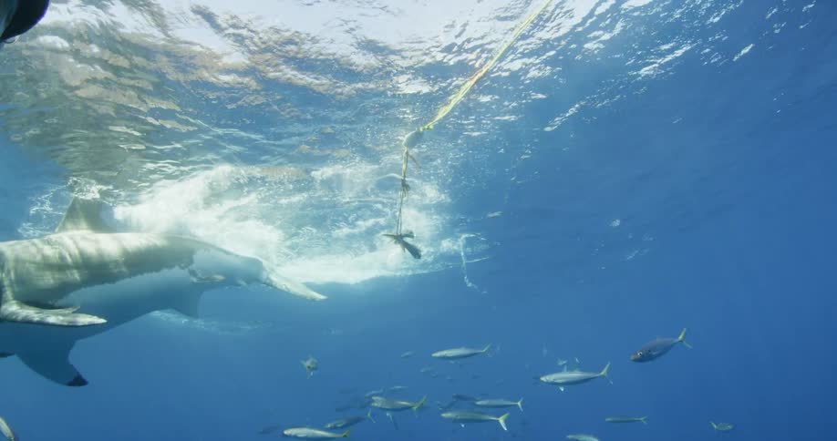 A shark chomps at bait in the ocean