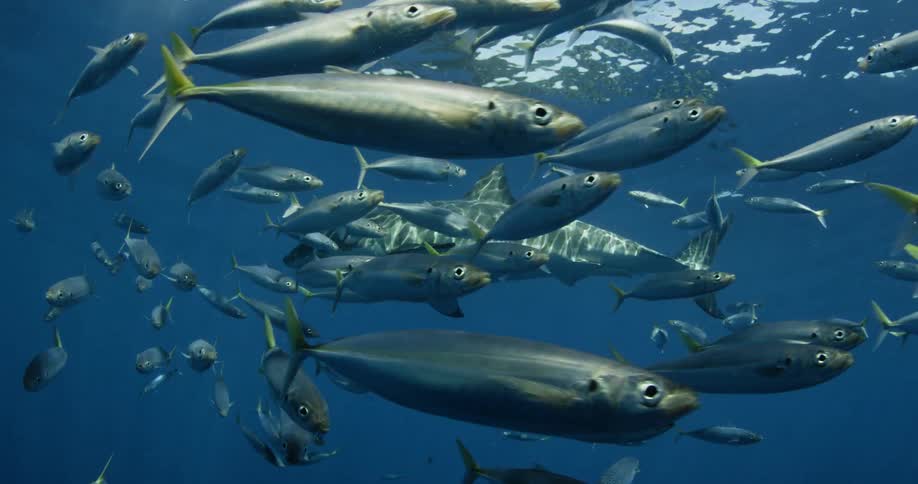A shark swims through a school of fish in the ocean