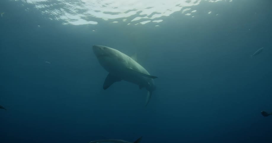 A shark swimming in murky water near some fish