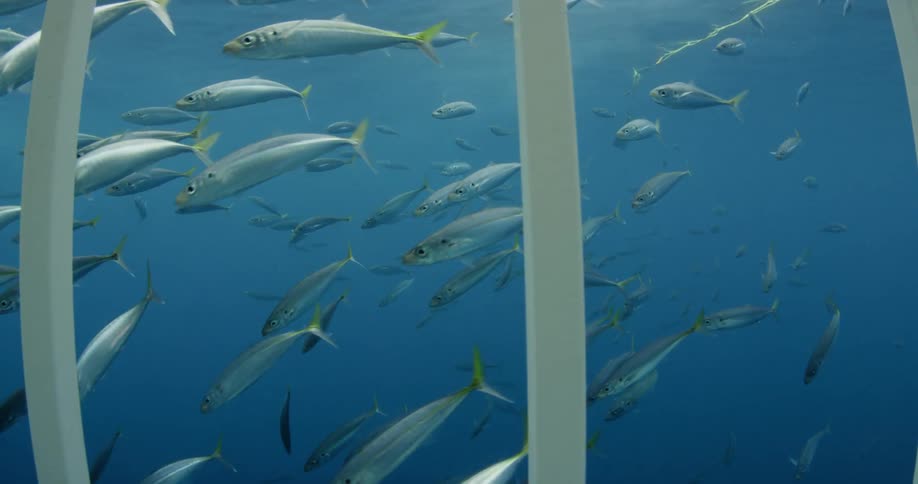 A large group of fishing swimming near debris on the bottom