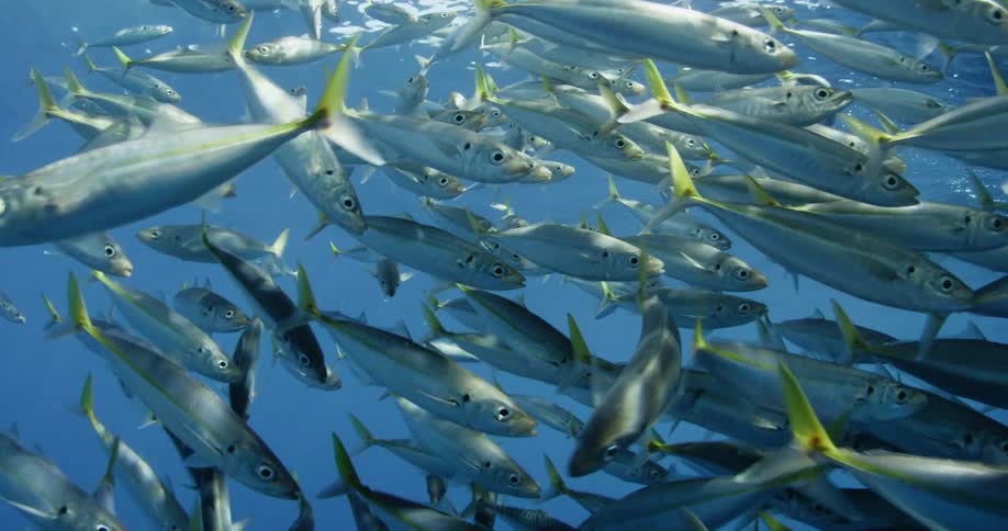 A school of small fish surround a camera