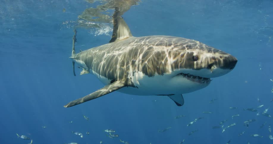 Shark swimming just below the surface of the water