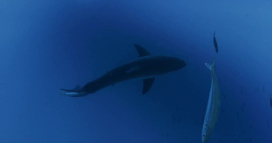 A shark is swimming with fish swimming around as well