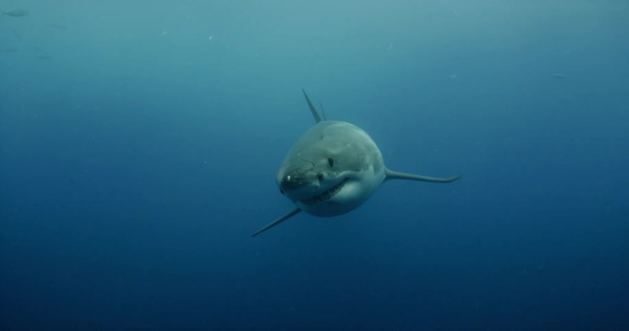 Shark and fish swimming in dark ocean water