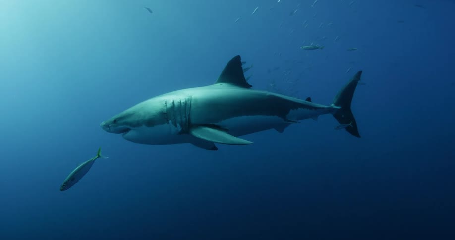 A shark swims in the blue ocean water near fish