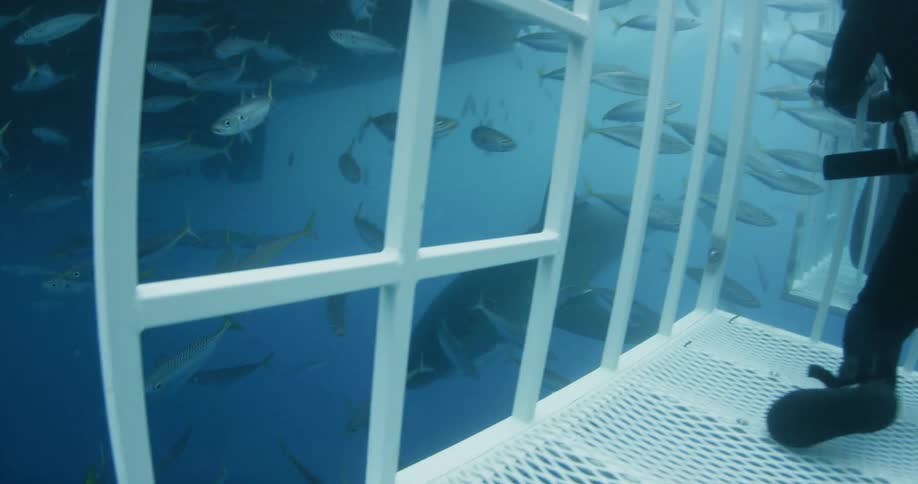 Two divers are in cages while many fish swim around them