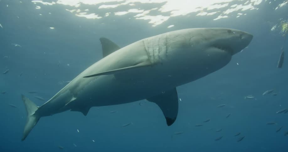 Shark swimming underwater on a sunny day