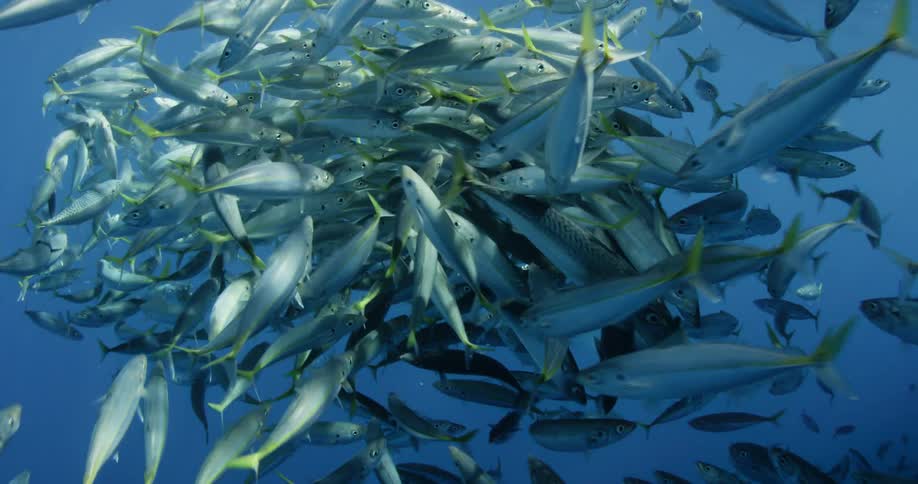 A school of fish are swarming in the ocean