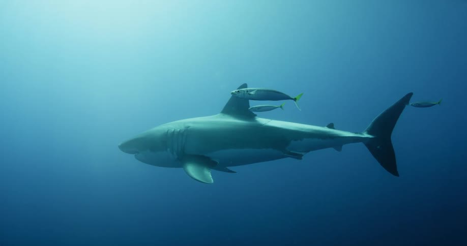 Little fish swimming with a large shark in the ocean