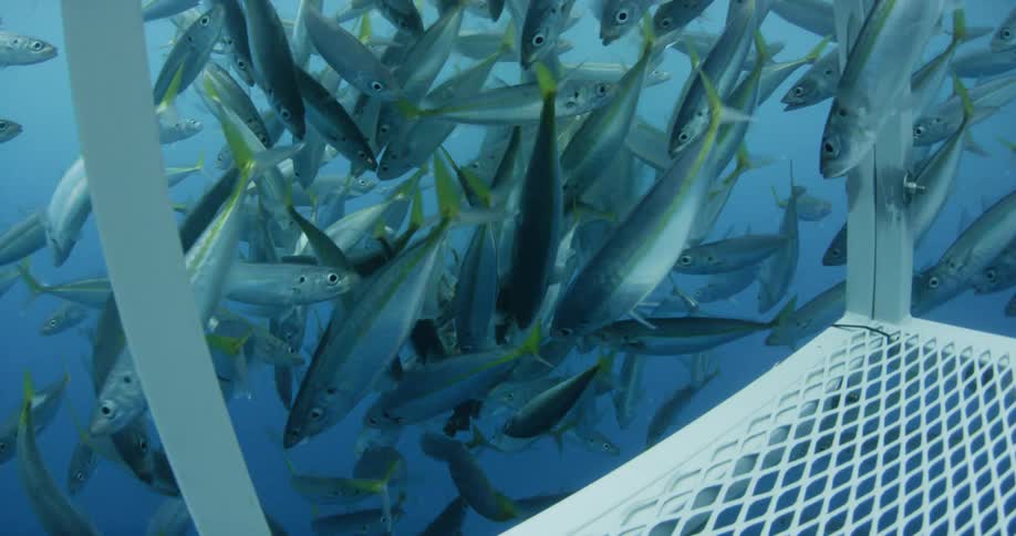 A large school of fish are swimming near a cage