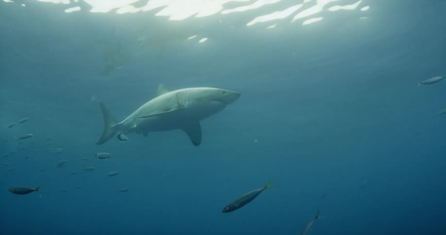 Shark and fish swimming in ocean water
