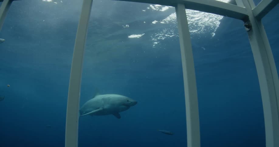 Outside a cage underwater sharks swim around