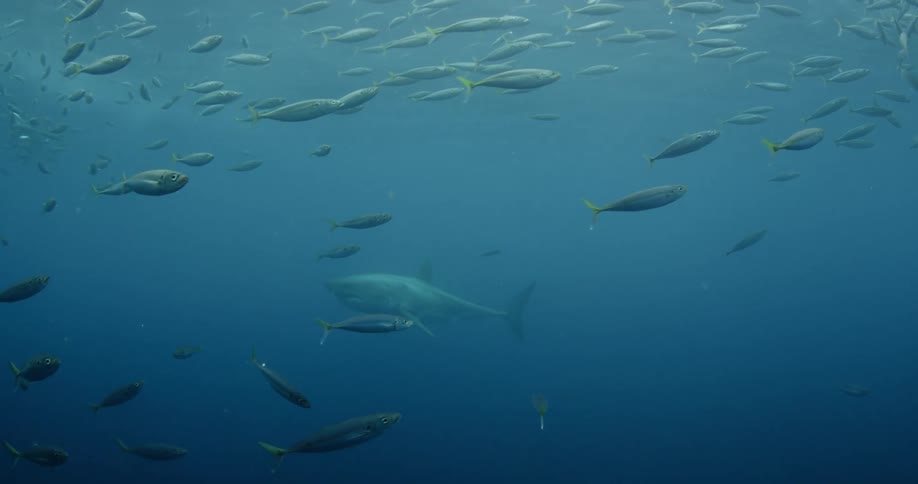 Shark swimming through dark water with a lot of smaller fish there too