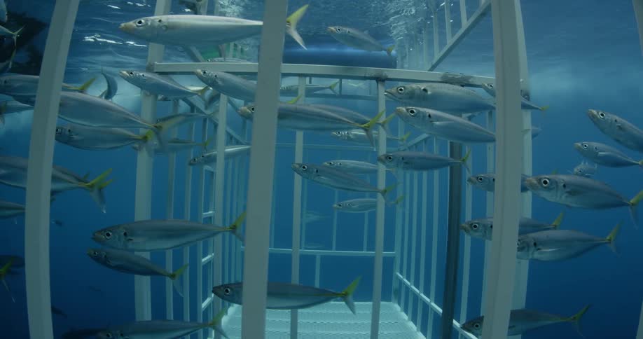 Many fish swim around a cage in the ocean