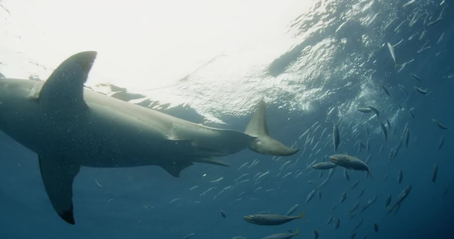 Shark and fish swimming just beneath surface of ocean water