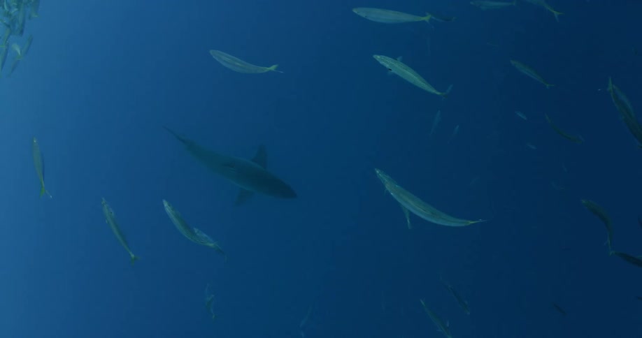 Many fish swim above a shark