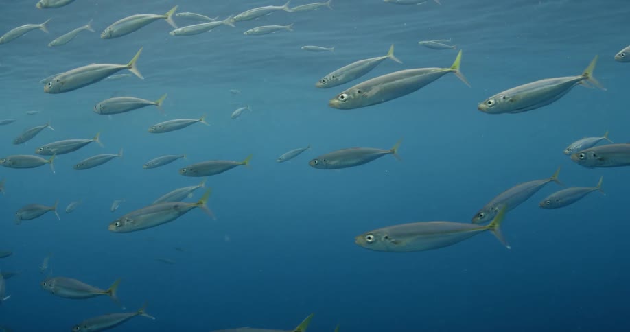 Fish swim in the ocean