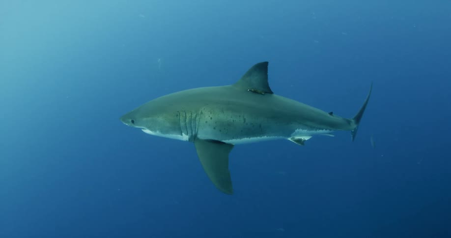 A shark swims in the blue ocean water