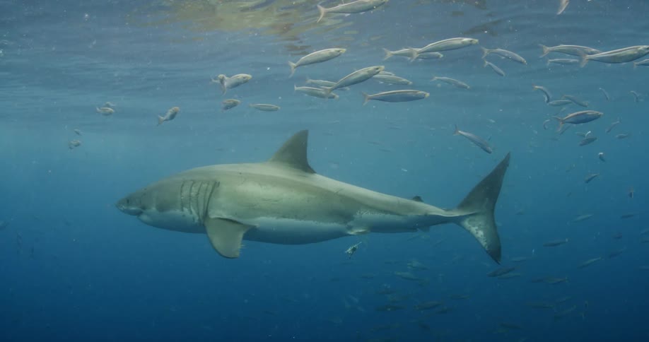 A shark and fish swim in the open ocean