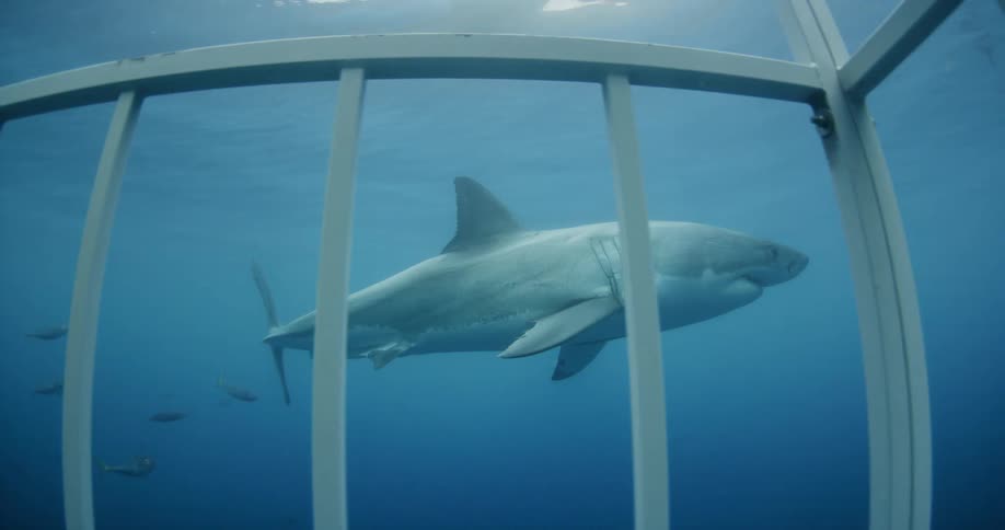 A shark swims towards bait passing divers in a cage