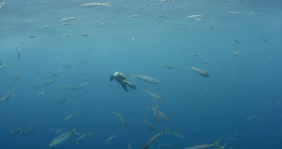 Seal swimming and grabbing something to eat